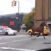 Video: Cops Chase Carriage Horse Running Loose On Far West Side